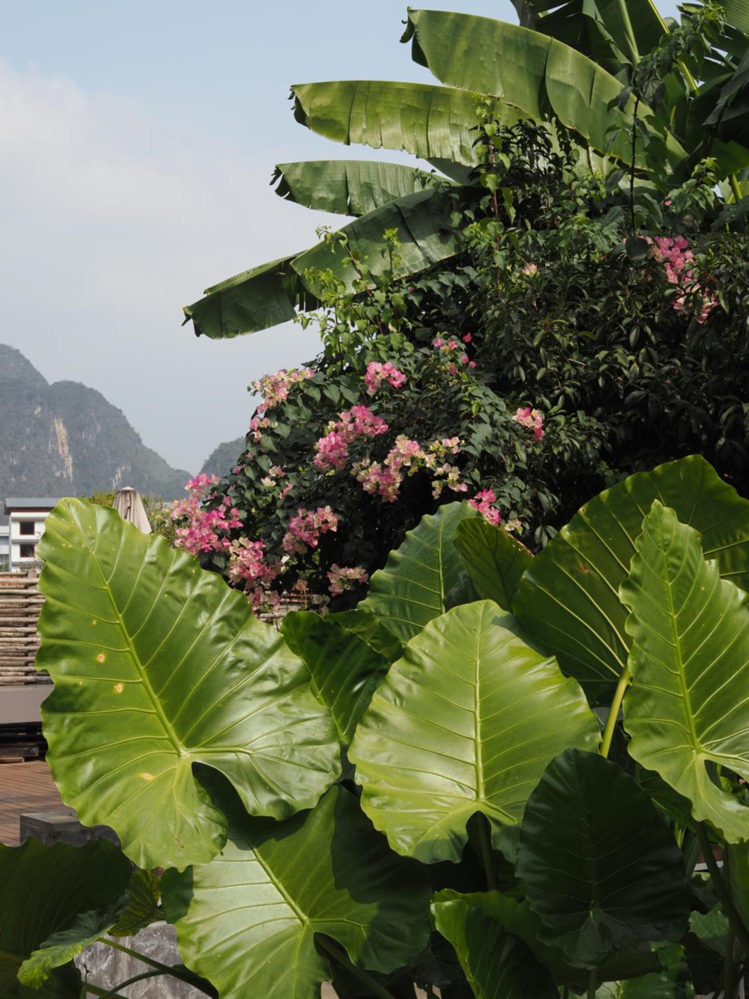 Yangshuo Hillside Homestay ภายนอก รูปภาพ